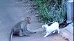 Ha Ha ! Monkey Vs Cat - Caught on Camera-Top Funny Videos-Top Prank Videos-Top Vines Videos-Viral Video-Funny Fails