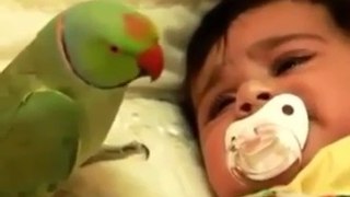 Amazing Parrot Watch Video