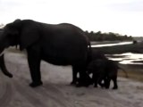 Baby Elephant Sneezes At Tourists - Funny Videos at Fully :)(: Silly