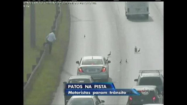 DF: Motoristas param o trânsito para família de patos atravessar
