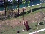 Mama Bear Trying To Shake A Baby Bear From A Tree - Funny Videos at Fully :)(: Silly