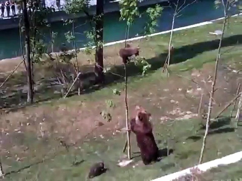 Mama Bear Trying To Shake A Baby Bear From A Tree - Funny Videos at Fully :)(: Silly