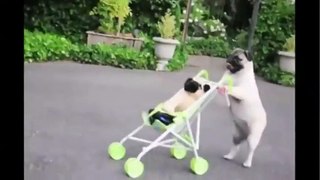 Pug Puppy Pushes Baby Stroller!!! - Funny Videos at Fully :)(: Silly