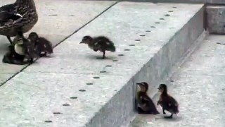 Cute Baby Ducks - Funny Videos at Fully :)(: Silly