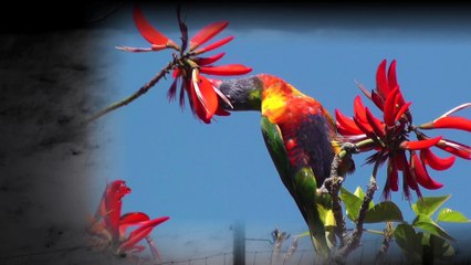 John Presnell- PILLS- Official Music Video