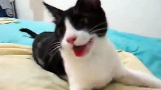 Cat Thinks It’s A Dog - Funny Videos at Fully :)(: Silly