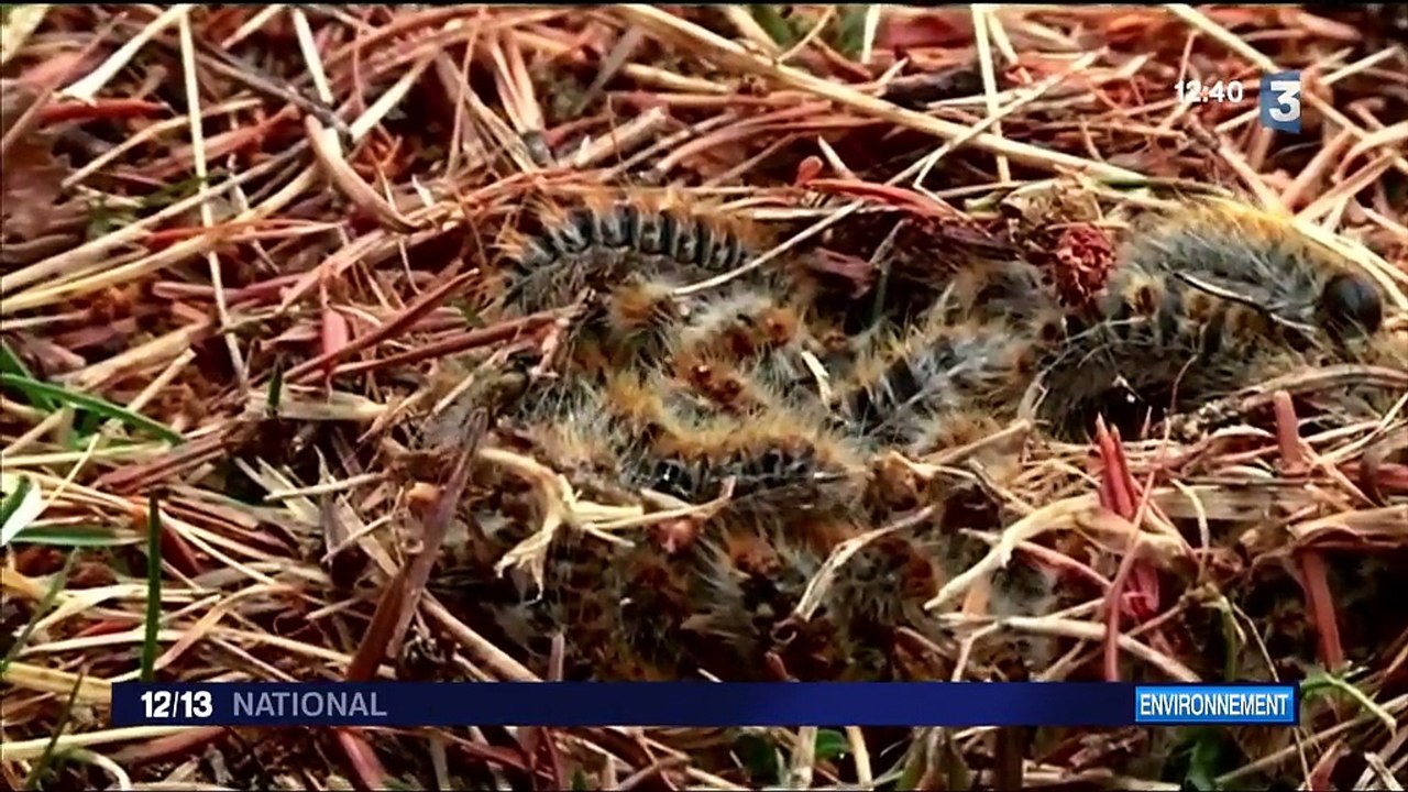 Les chenilles processionnaires font le retour