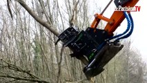 Seine-et-Marne : opération coupe d'arbres en bord de routes départementales