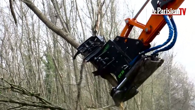 Seine-et-Marne : opération coupe d'arbres en bord de routes départementales