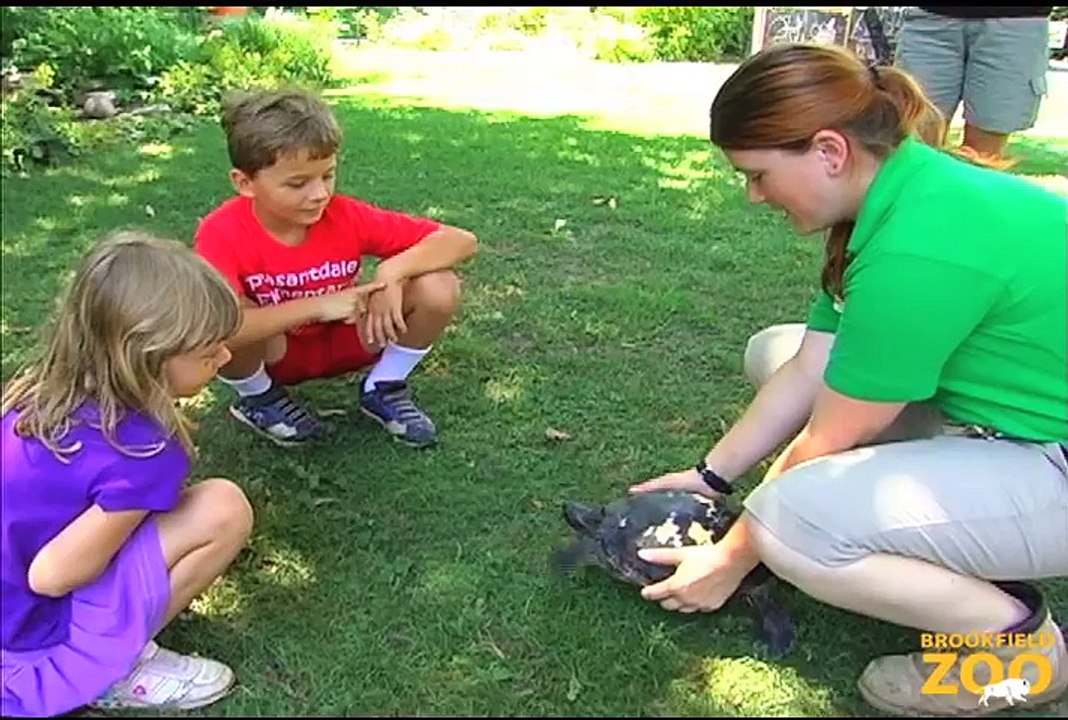 Celebrate Corky Turtle Birthday at Brookfield Zoo