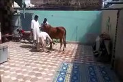 Ha Ha See What Happened With Anari Qasai-Bull Hit Man-Top Funny Videos-Top Prank Videos-Top Vines Videos-Viral Video-Funny Fails