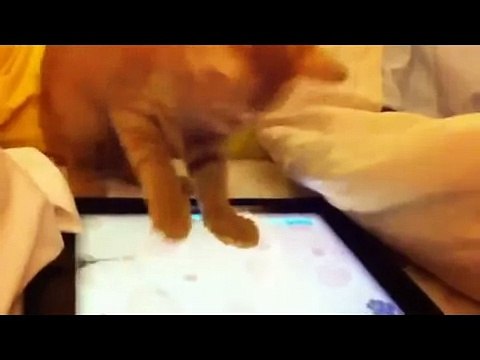 Кошки играют в IPad. Подборка Топ 7
