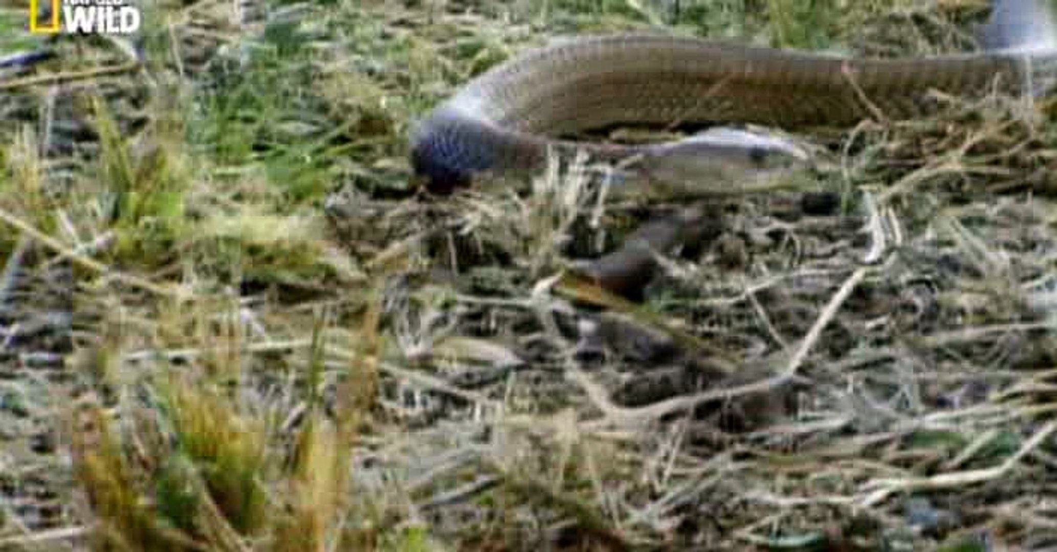 Животные-рекордсмены. Защитники