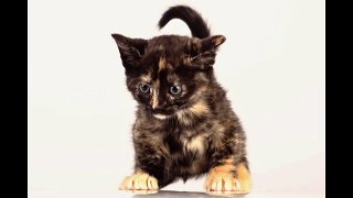 Süsse Babykatzen. Fotoshooting. Funny Cat. Foto. Photo