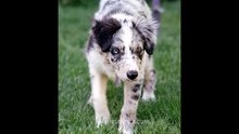 Merle (dog coat) - Video Learning - WizScience.com