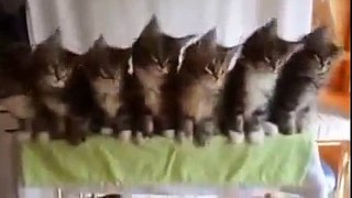 Funny Kittens