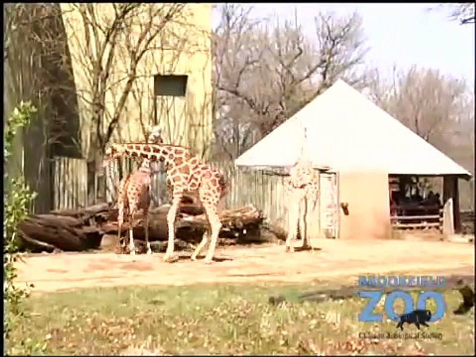 Brookfield Zoo Giraffes On the Run