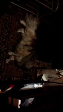 реакция уровень бог