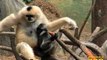 9-Month-Old Gibbon Becoming More Adventurous at Brookfield Zoo