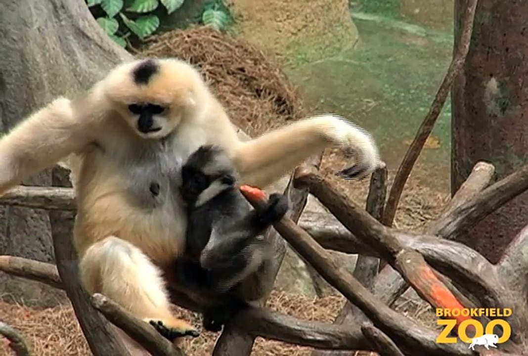 9-Month-Old Gibbon Becoming More Adventurous at Brookfield Zoo