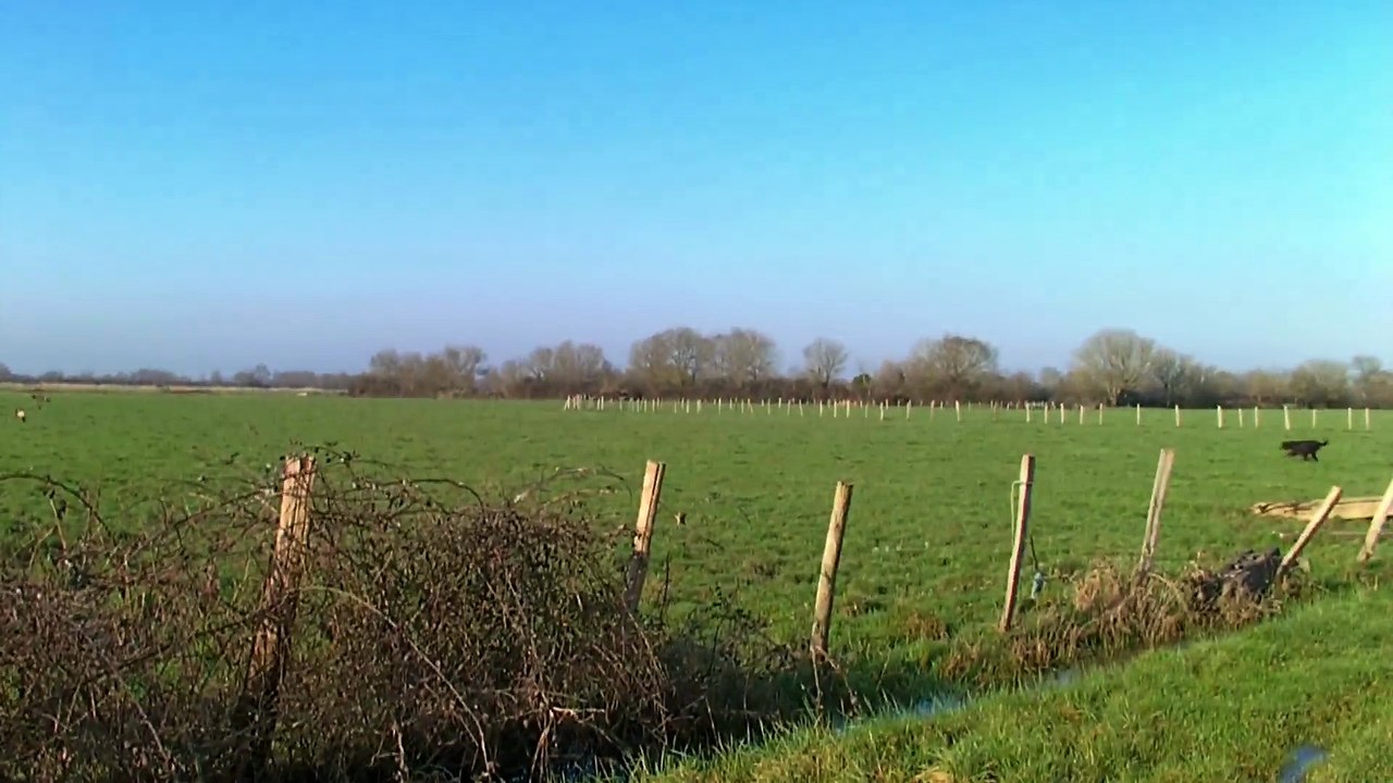 Setter-Gordon-Promenade dans les marais