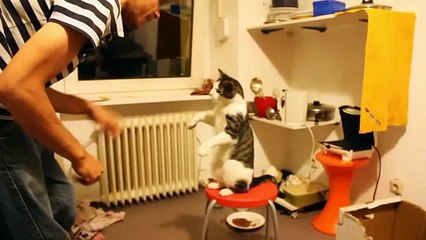 Смешные кошки дают пять. Подборка Топ 7