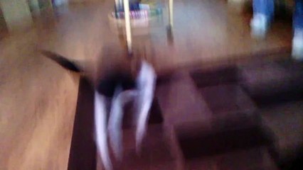 Смешные кошки на ковре