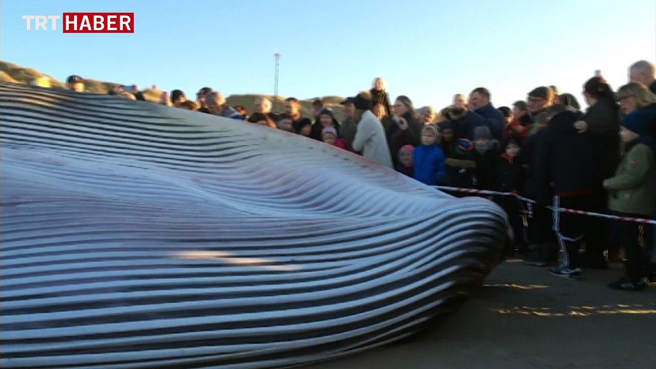 Dev balina karaya vurdu