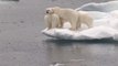 Male Polar Bear Chases And Eats Cub