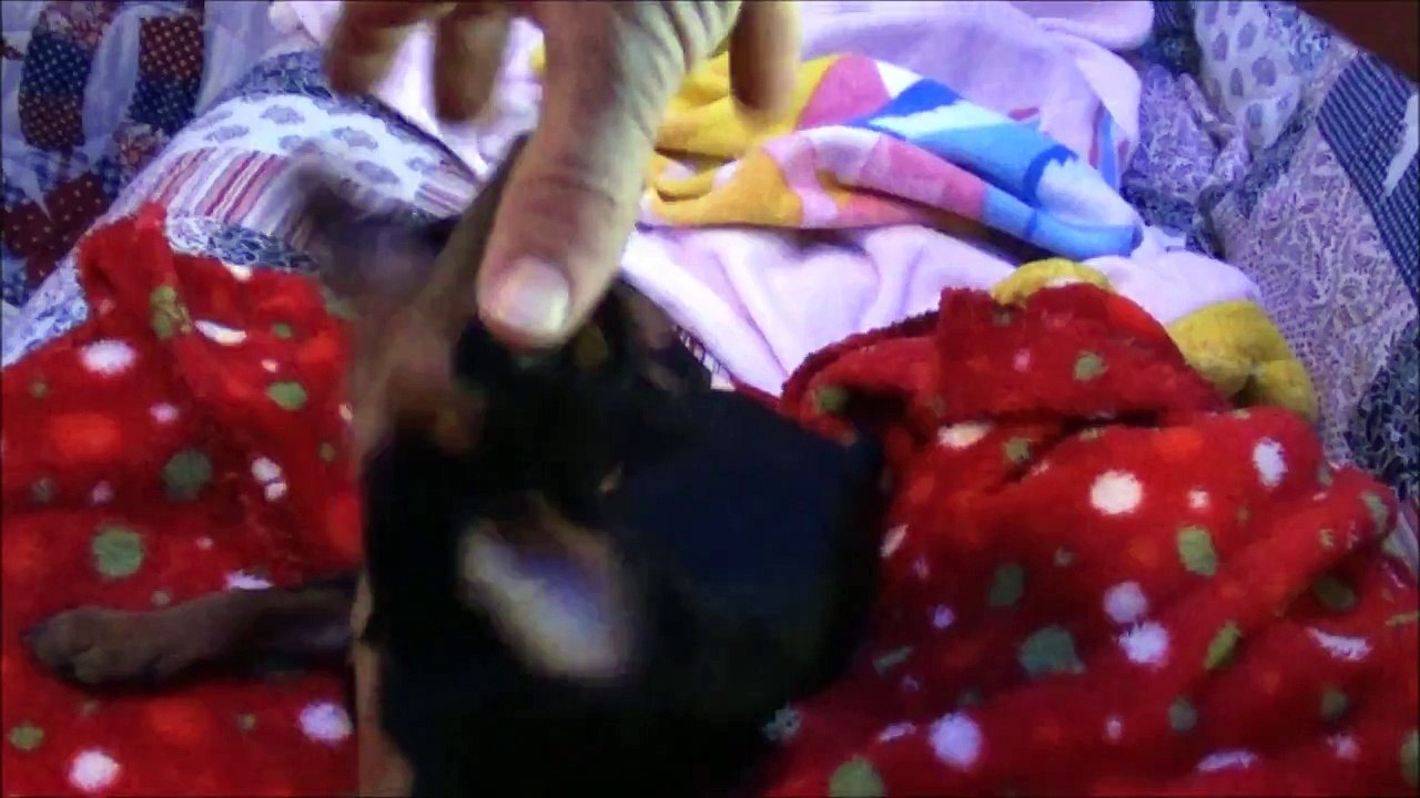 Playing with the Puppy