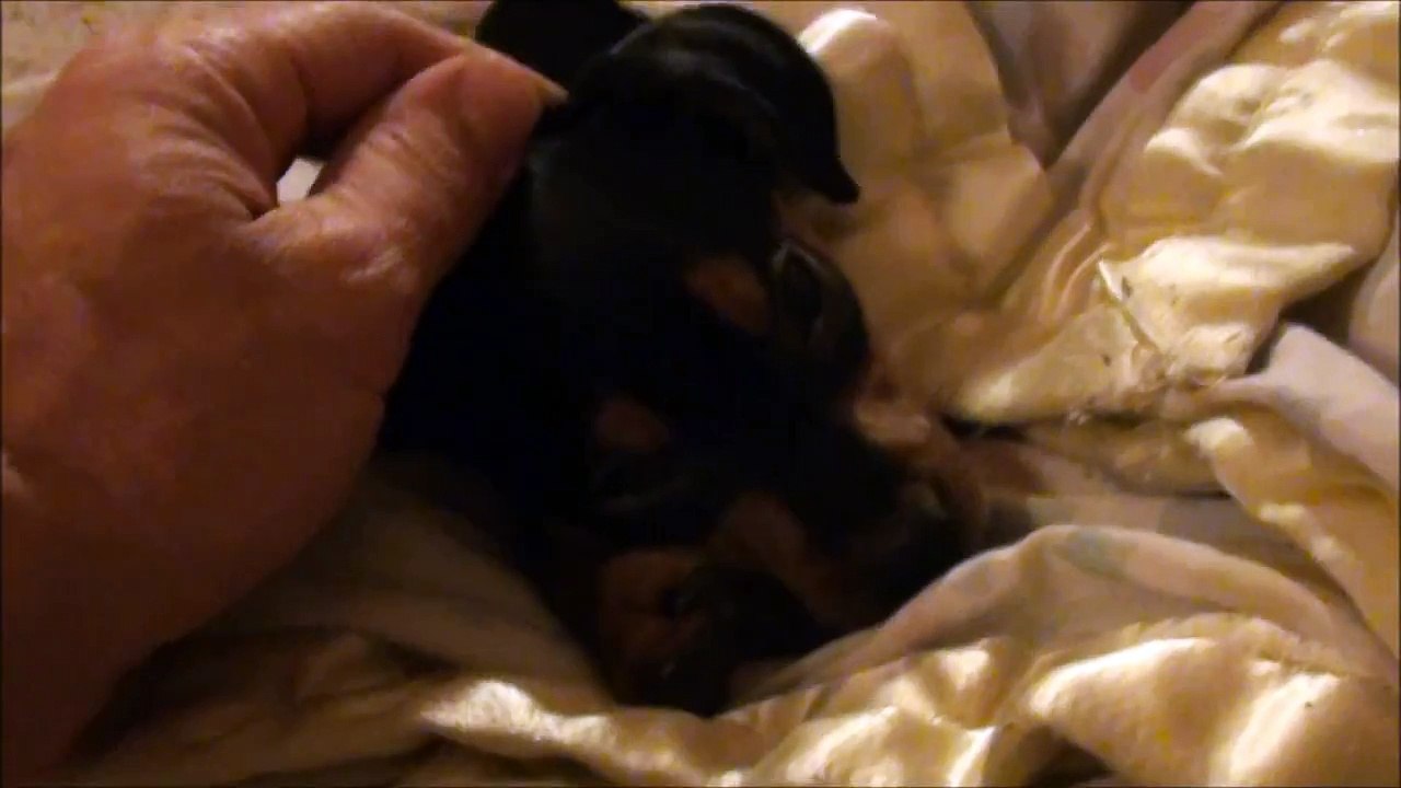 SLEEPING PUPPY super cute sleeping min pin puppy