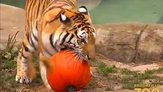 Pumpkin Enrichment at Brookfield Zoo