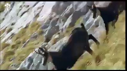 struggle for survival in nature