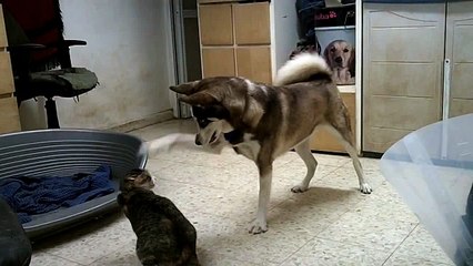 Husky Puppy - Husky Dog and Cat playing together
