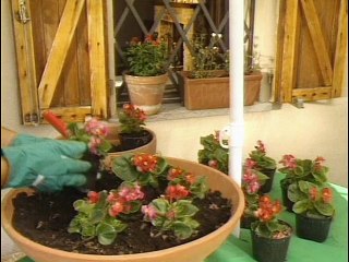 Bégonias, Pétunias ...