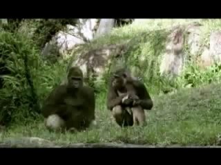 Bud Light Apes Funny animal videos