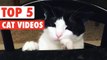 Top 5 Funny Cats Compilation || Feb 26 2016