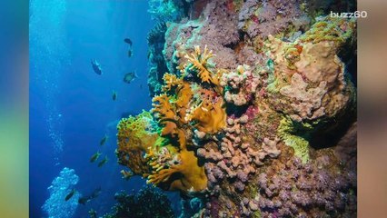 Animal life evolved from a....sea sponge?!