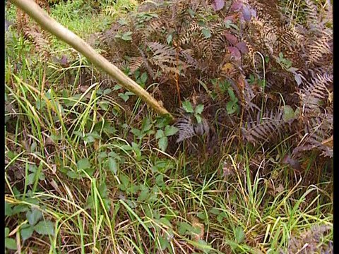 Le Lièvre aux Chiens courants