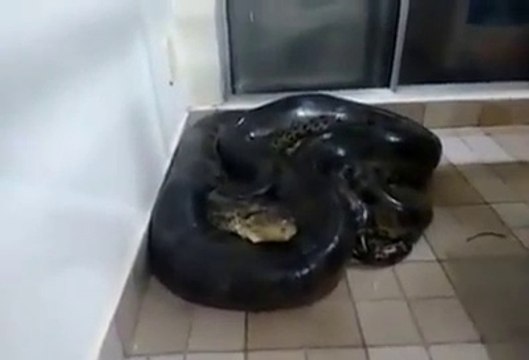 ZMIJURINA!!!!!Samo ti pipkaj,....posle ti djavo kriv