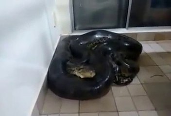 ZMIJURINA!!!!!Samo ti pipkaj,....posle ti djavo kriv