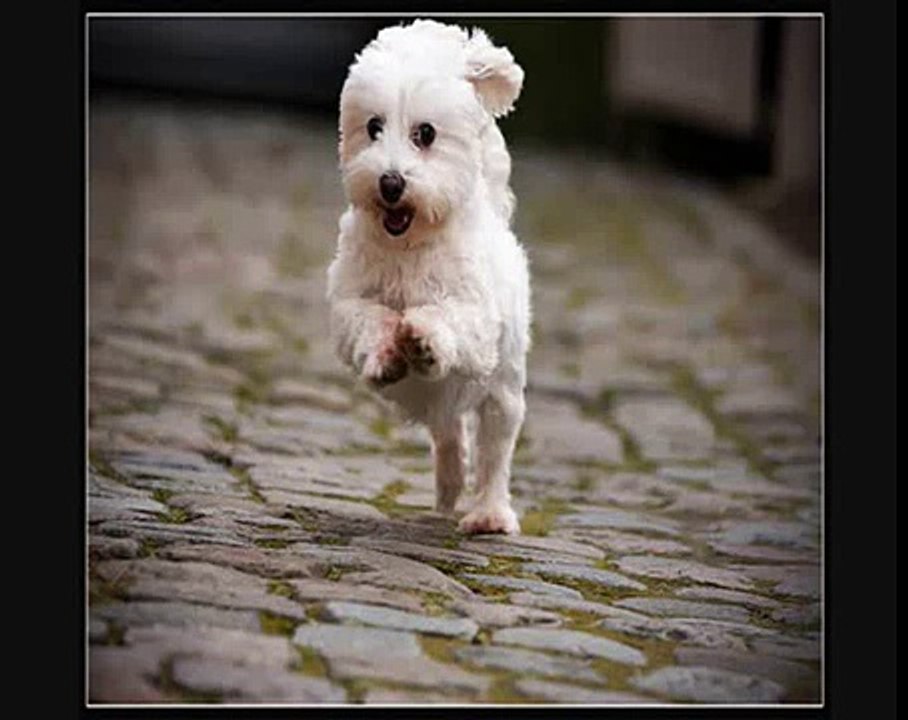 Little White Dog [Creepypasta] Scary Stories to Tell in The Dark