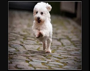 Little White Dog [Creepypasta] Scary Stories to Tell in The Dark