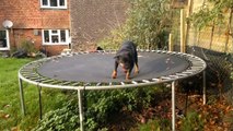 World's happiest dog loves incredible bouncy thing so much