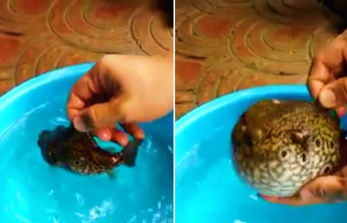 Puffer Fish Goes Into Defense Mode