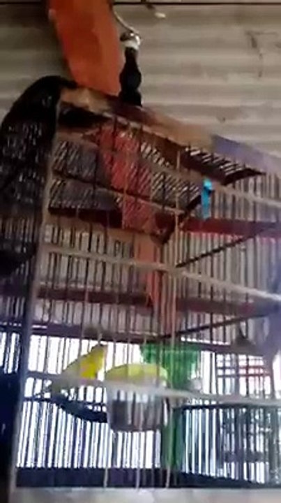 Nganjuk Bird Colection  (37)