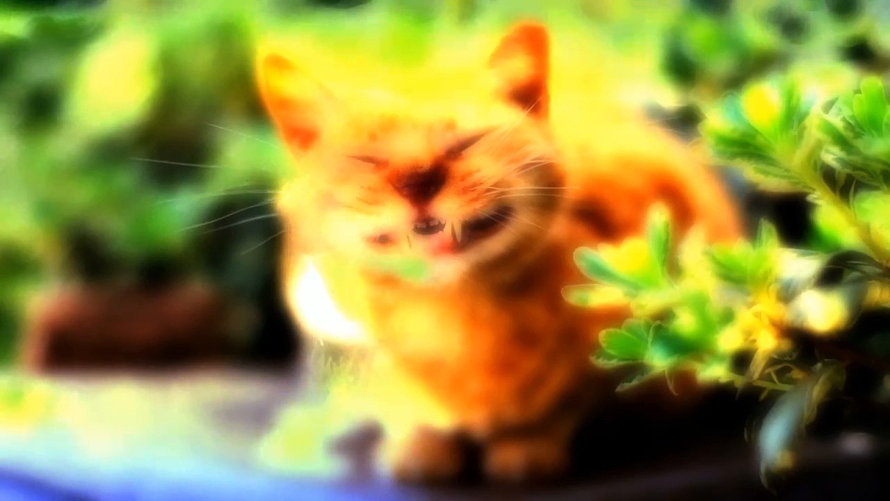 Życie jest śmiechu warte,więc się śmieję...