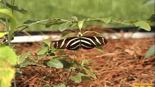 Butterflies Exhibit at Brookfield Zoo