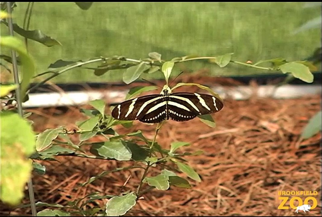 Butterflies Exhibit at Brookfield Zoo
