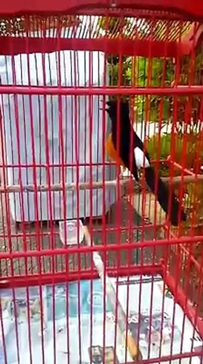 Nganjuk Bird Colection  (4)